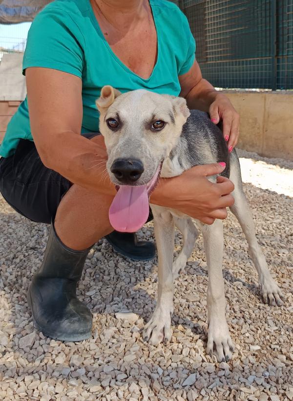 Hero dolcissimo cucciolo 5 mesi e mezzo Foto 4